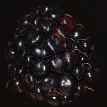 Druplets--the individual pistils if a blackberry or raspberry are tiny drupes, each with a stoney endocarp surrounding the seed [Rosaceae]